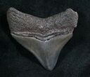 Posterior Megalodon Tooth - Serrated #8090-1